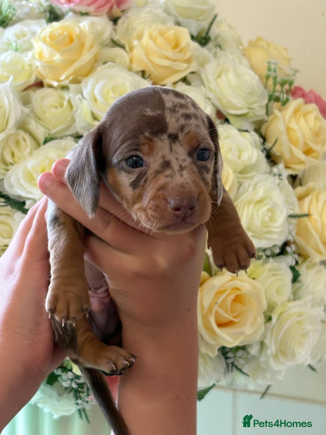 Dachshund dogs for sale: Beautiful litter of minature Isabella Dachshunds - Image 4