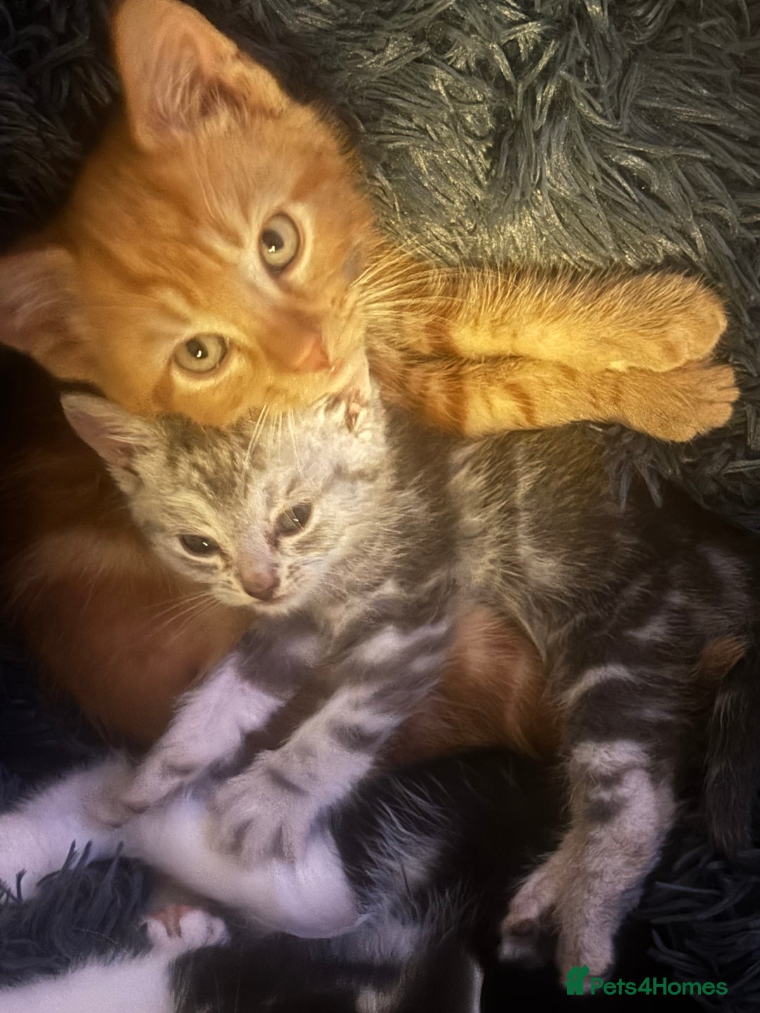Bengal cats for sale: Silver bengal kitten (ready to go) - Image 4