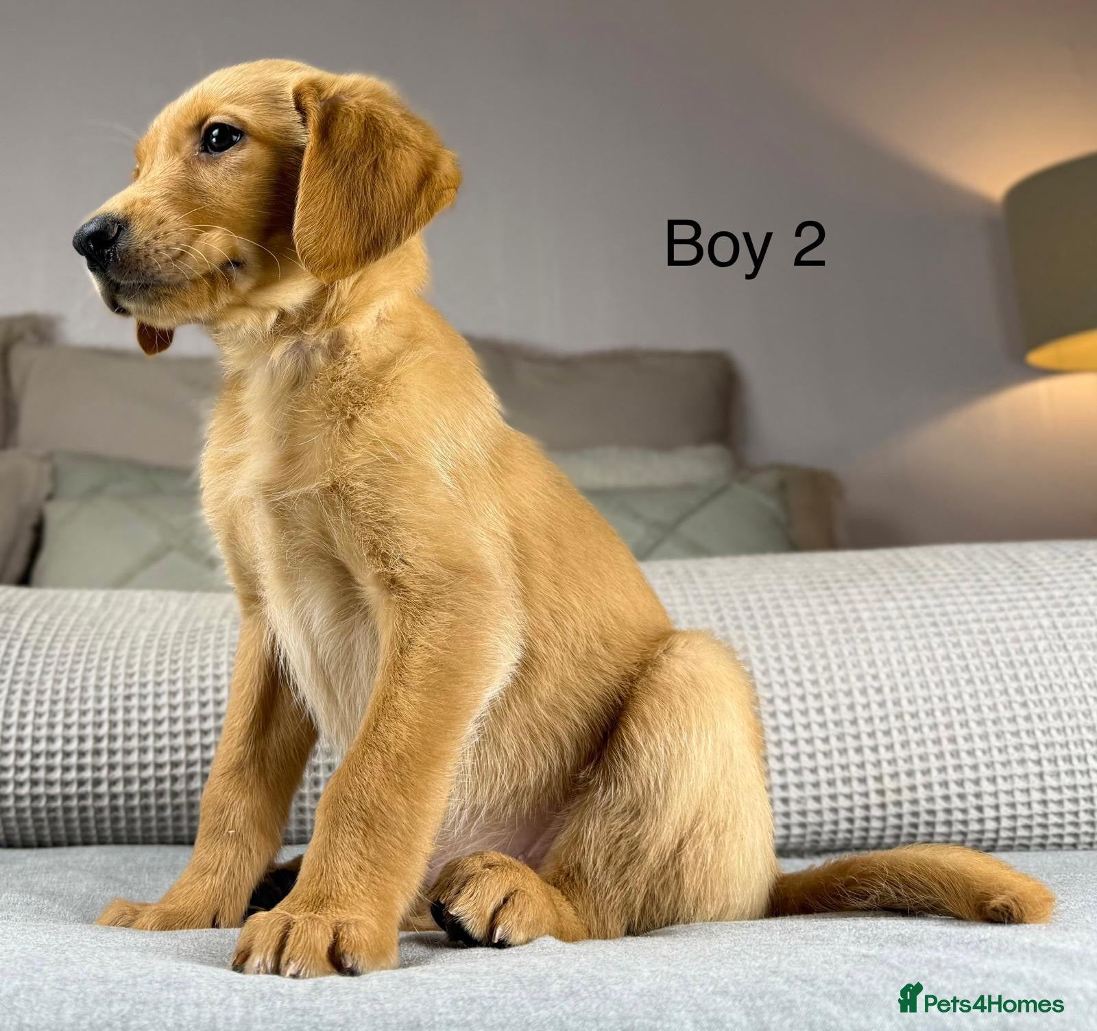 Goldador dogs HIP ELBOW DNA TESTED PERFECT KC REG. PARENTS - Advert 12