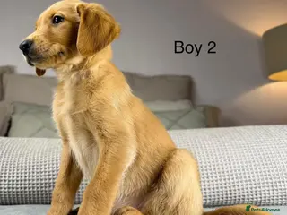 Goldador dogs HIP ELBOW DNA TESTED PERFECT KC REG. PARENTS - Advert 12