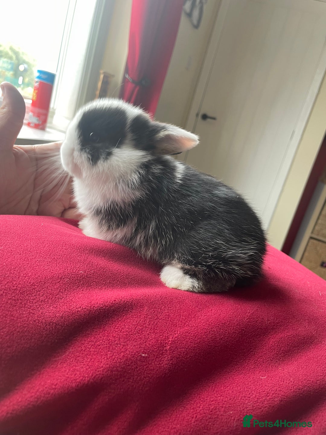 Mini Lop rabbits for sale: Rabbit's available now  - Image 2
