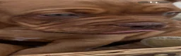 Dogue De Bordeaux dogs for sale: Bordeaux Babies - Advert 3