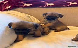 Border Terrier dogs for sale: Border terrier puppies for sale  - Image 5