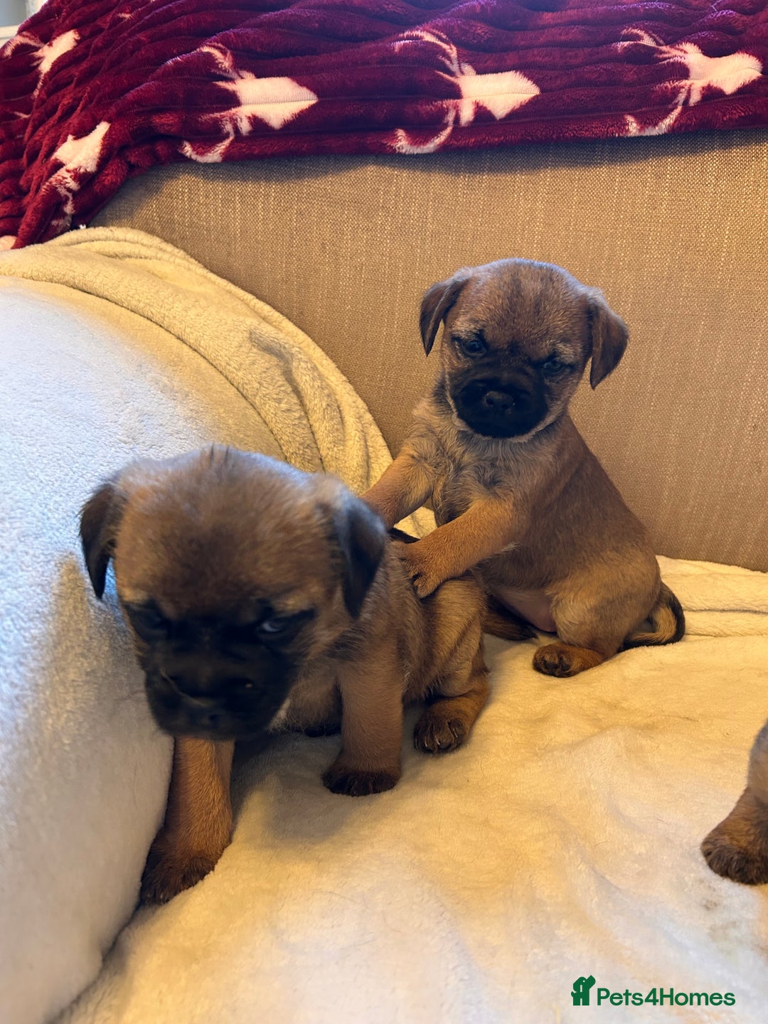 Border Terrier dogs for sale: Border terrier puppies for sale  - Image 5
