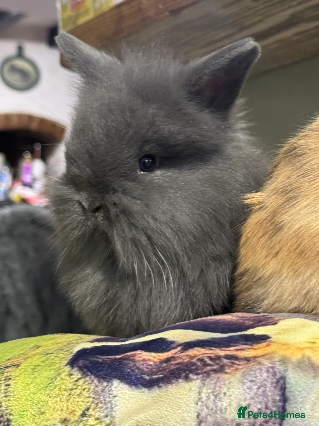 Mini Lop rabbits for sale: Gorgeous mini lop & lion lop babies  - Advert 7