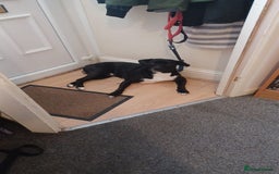 Mixed Breed dogs for sale: Beau Labrastaff - Image 10