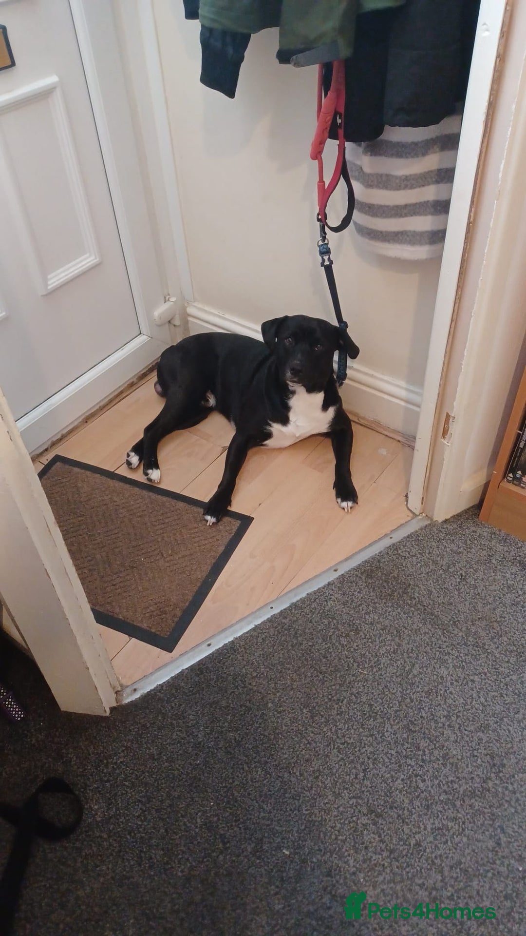 Mixed Breed dogs for sale: Beau Labrastaff - Image 10