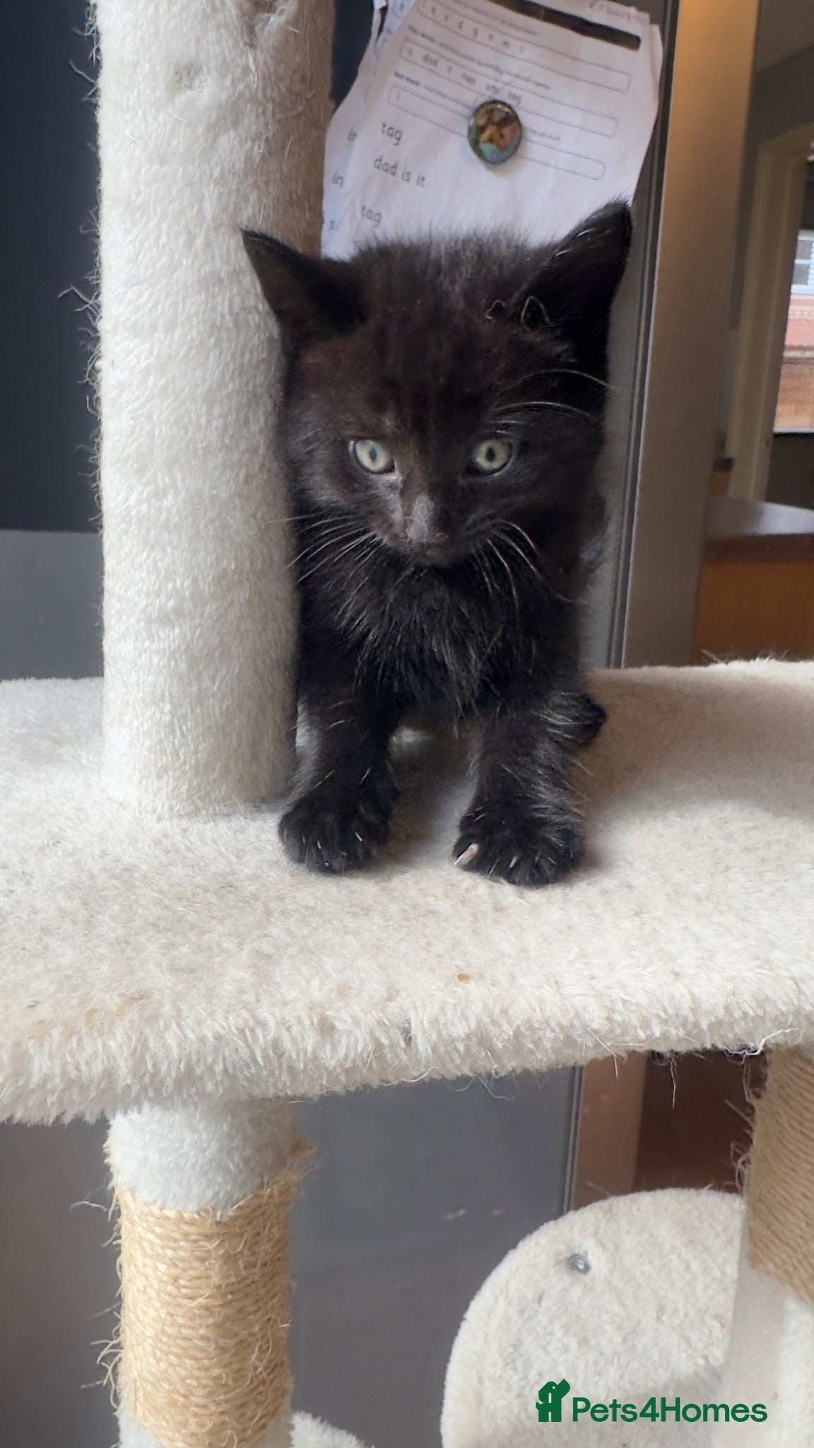 Turkish Angora cats Adorable Kittens Looking for Their Forever Homes - Advert 7