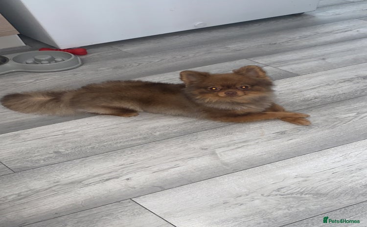 Pomeranian dogs - Advert 13