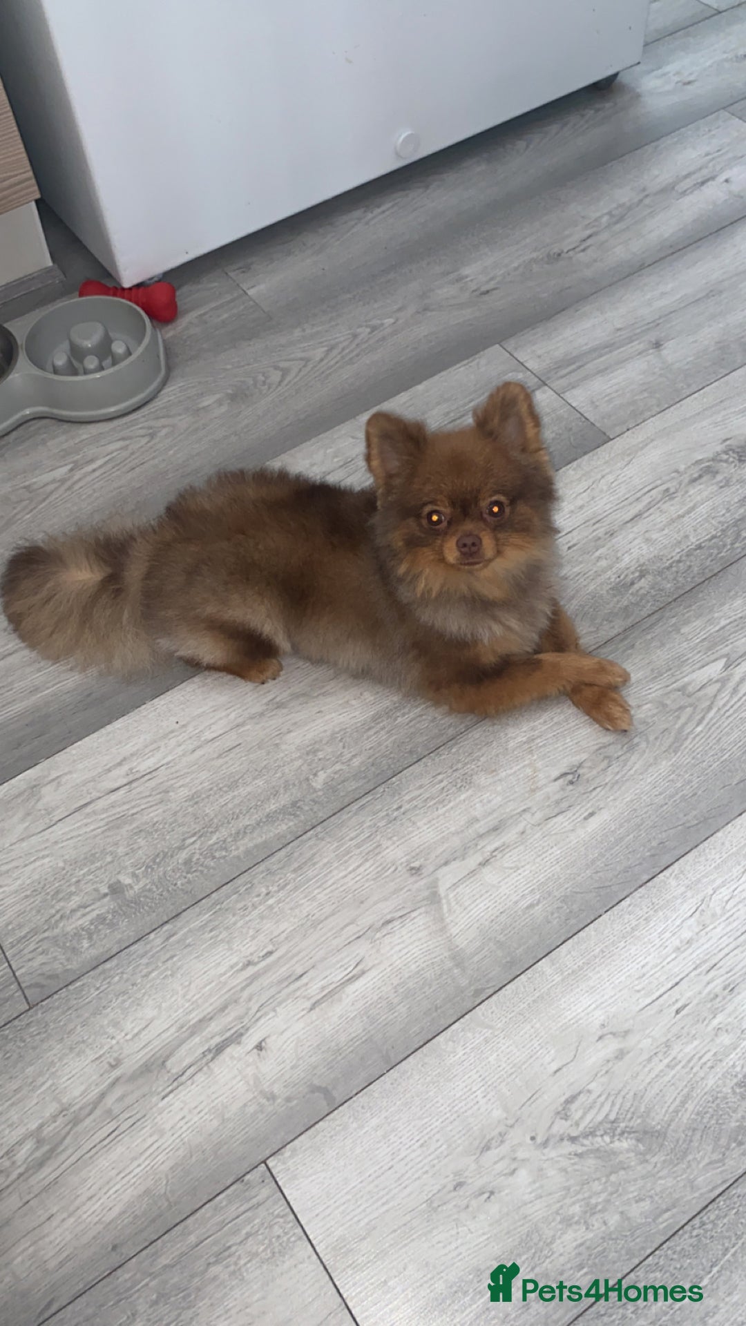 Pomeranian dogs for sale: Male 1 year old Pomeranian  - Image 1