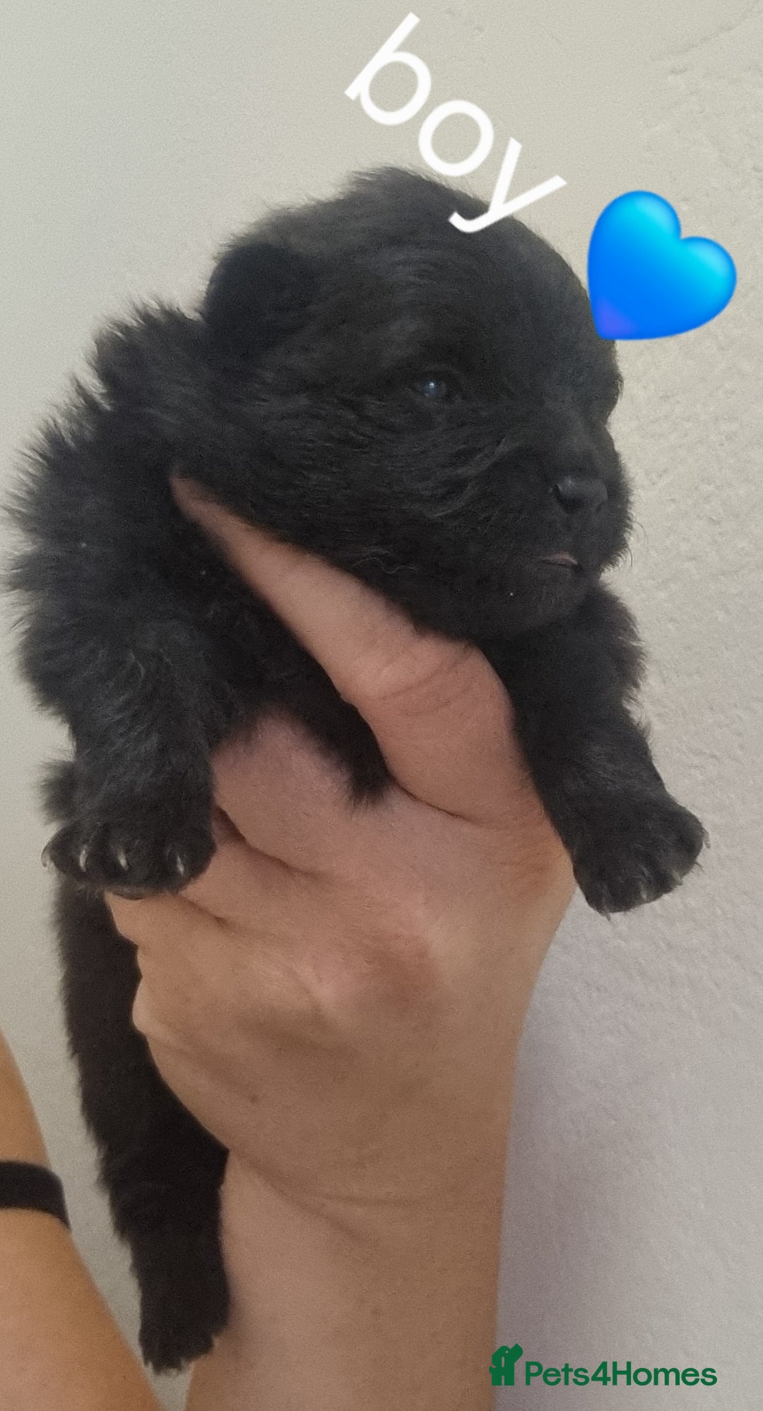 Pomeranian dogs for sale: Beautiful litter teddy bear poms  - Image 15
