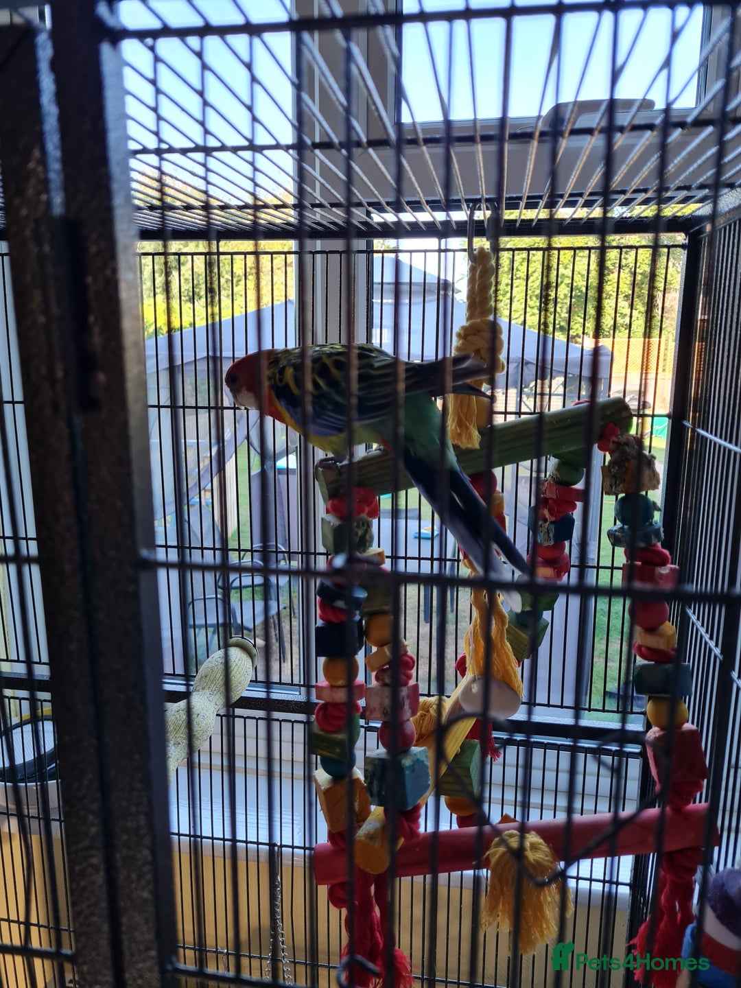 Parakeets birds for sale: Eatern Australian Rosella - Image 3