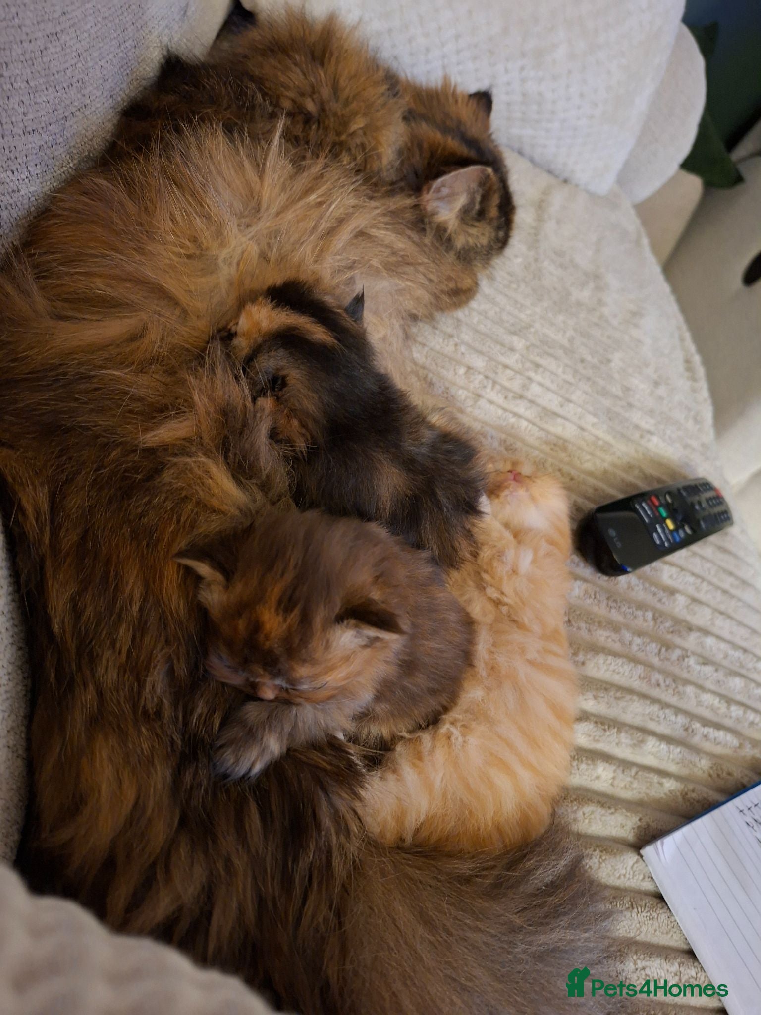 Persian cats LAST ONE, Pure Persian Boy. - Advert 2