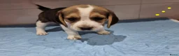 Beagle dogs for sale: Beagle  - Advert 10