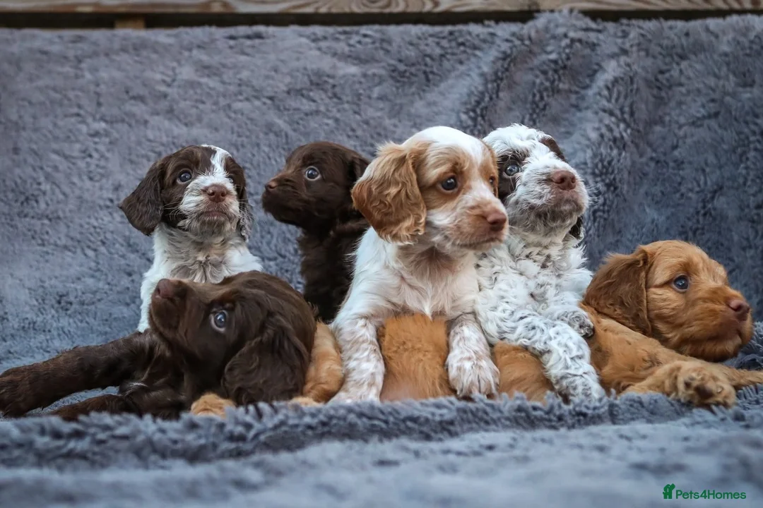 Cockapoo dogs for sale: Last little girl Cockapoo puppy for sale - Advert 6