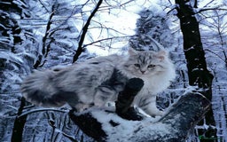 Siberian cats for sale: Hypoallergenic, fluffy, purebred healthy Siberians - Image 8