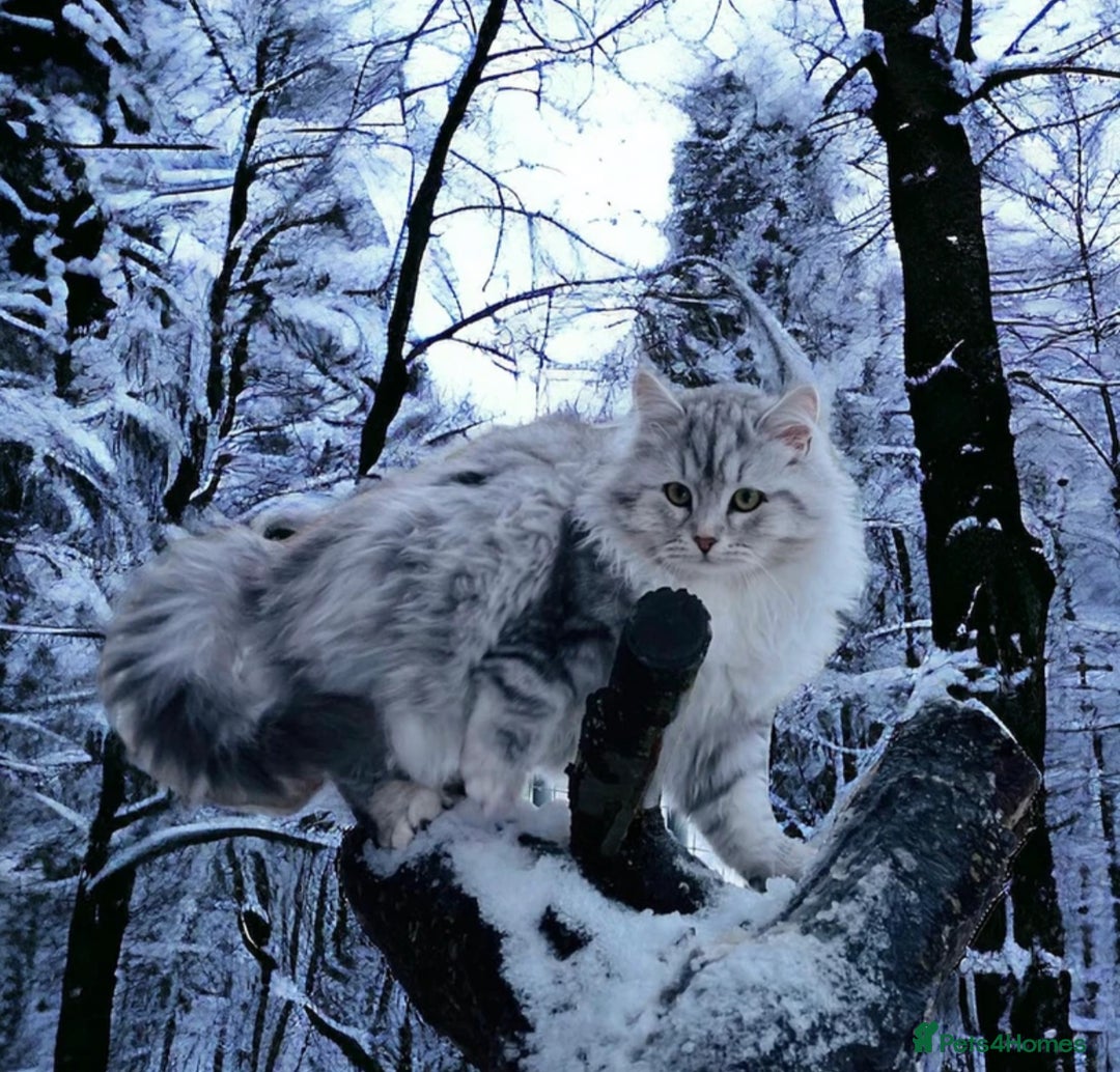 Siberian cats for sale: Hypoallergenic, fluffy, purebred healthy Siberians - Image 8