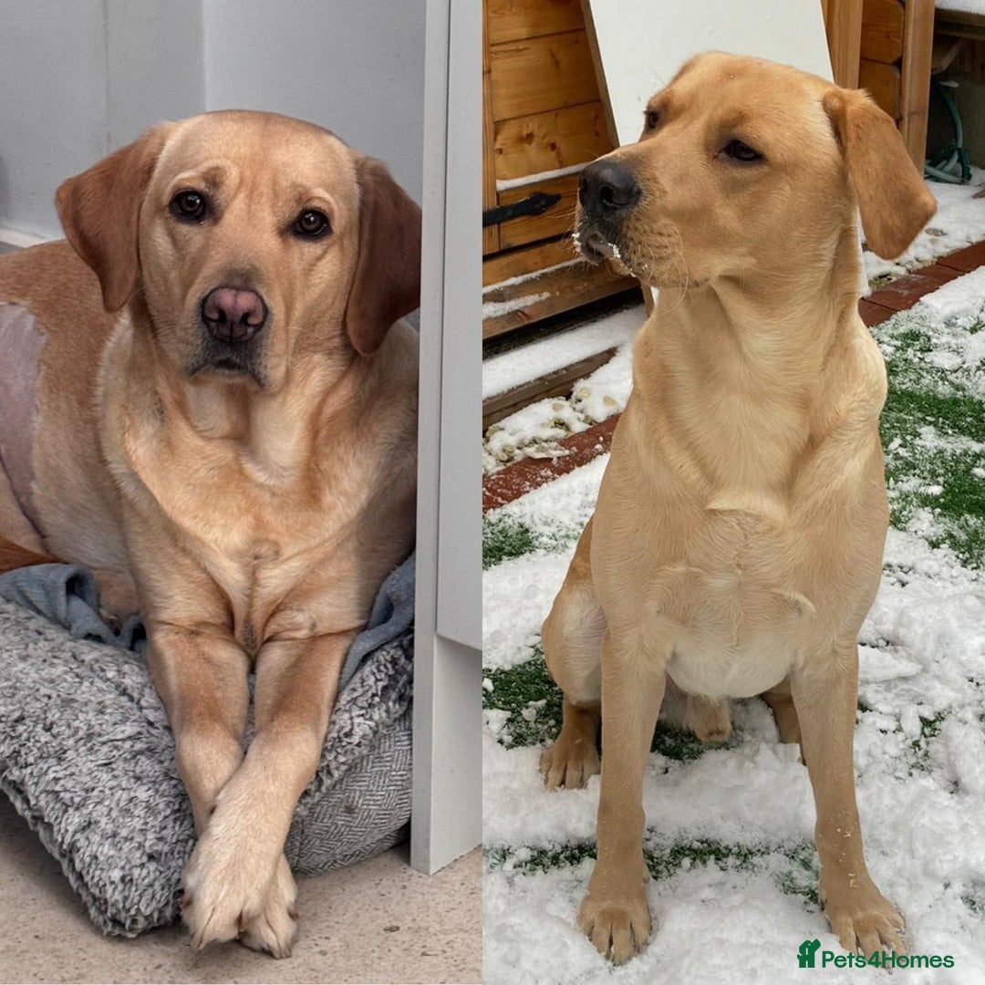 Labrador Retriever dogs for sale: Golden/Red Labrador Puppies - Due Dec 2025 - Advert 1