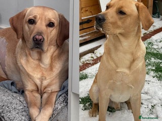 Labrador Retriever dogs Golden/Red Labrador Puppies - Due Dec 2025 - Advert 1