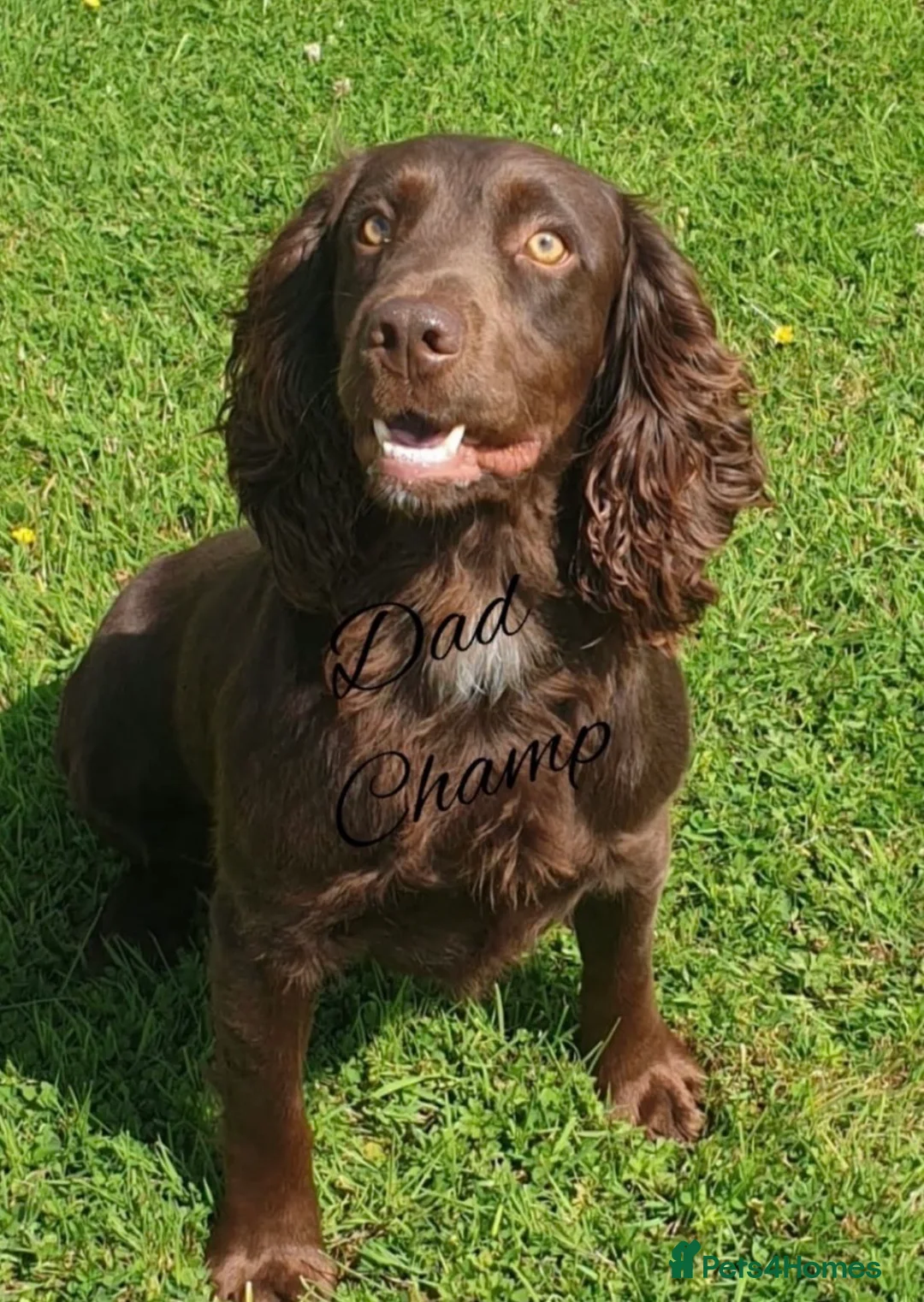 Cocker Spaniel dogs for sale: Kennel club registered  - Advert 5