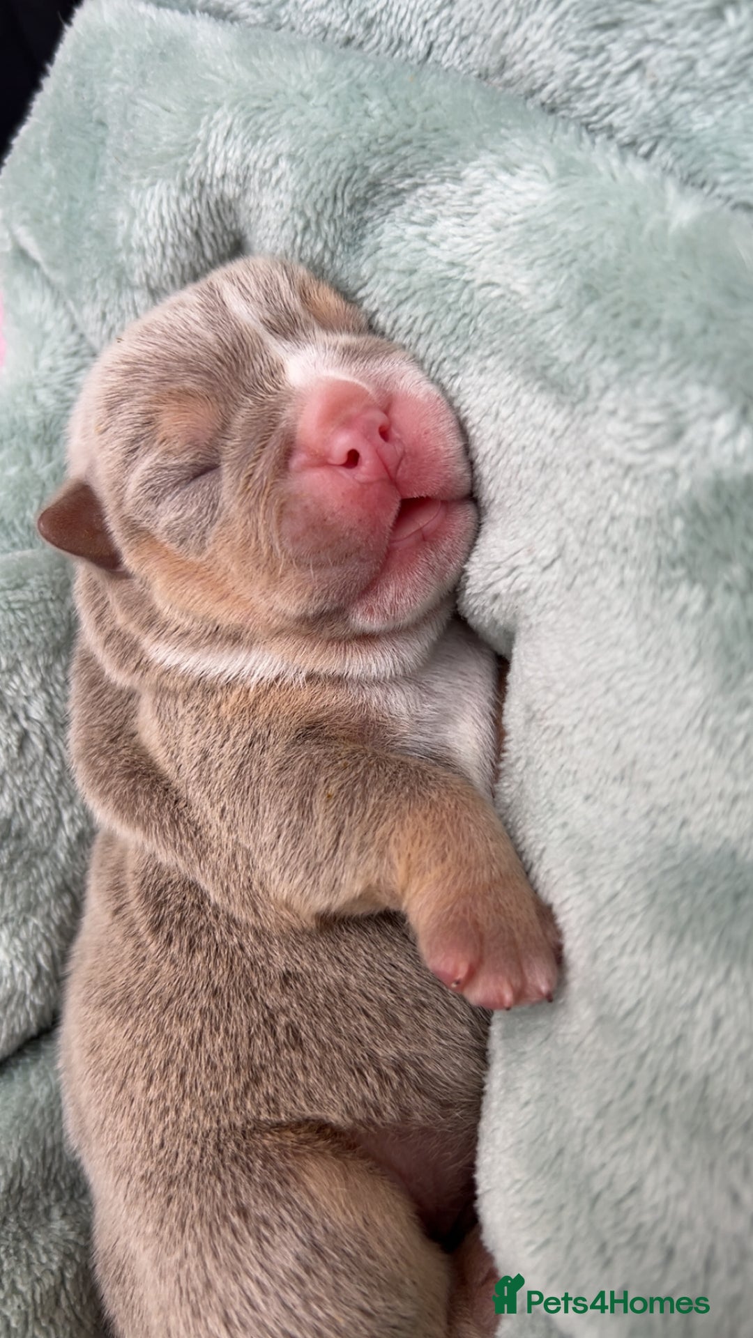 English Bulldog dogs for sale: English bulldogs - Image 4