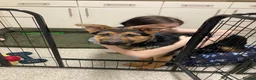 German Shepherd dogs for sale: German shepherd  - Advert 17