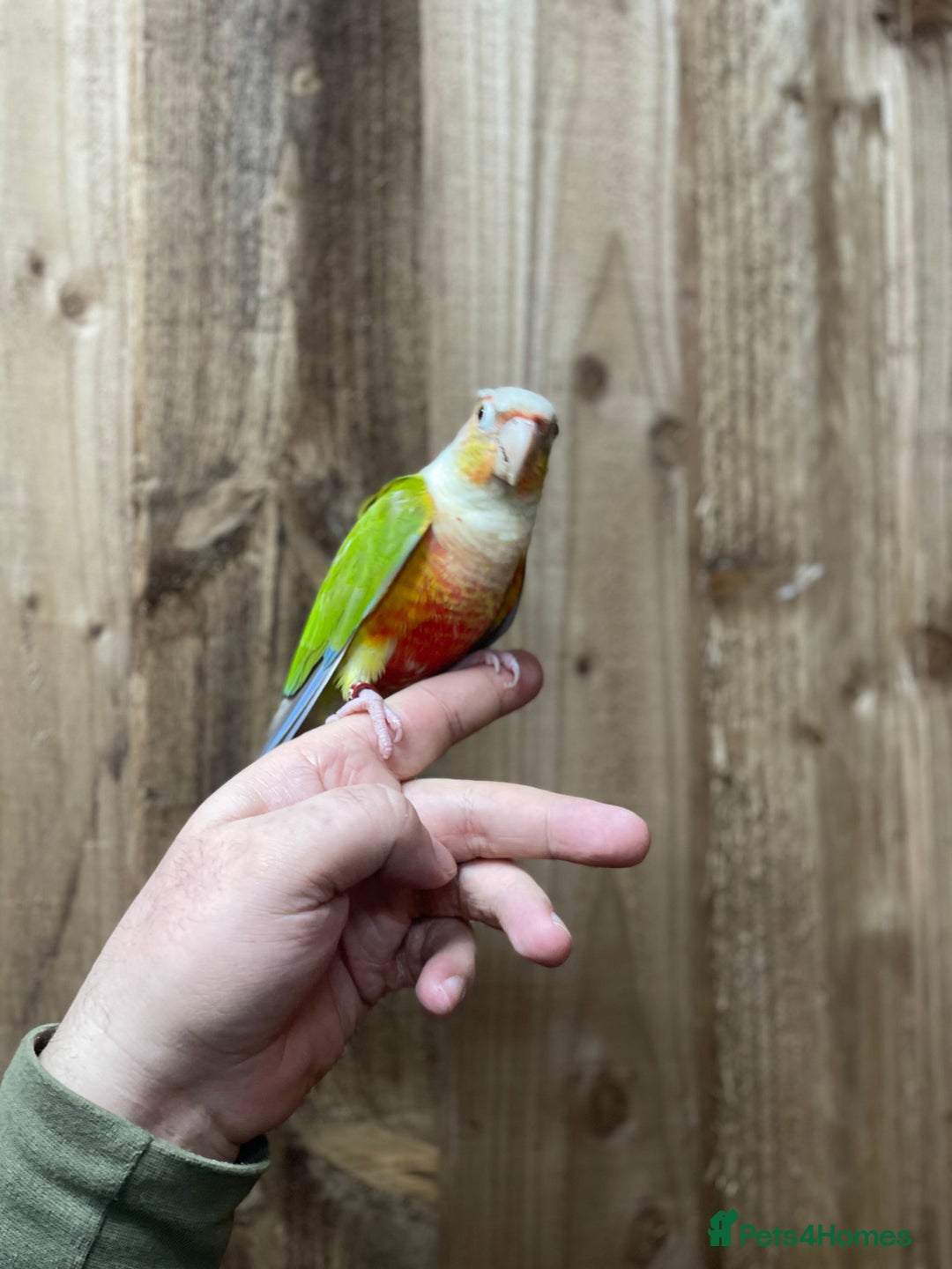 Conures birds for sale: Baby Pineapple conure  - Advert 2