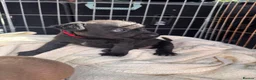 Patterdale Terrier dogs for sale: Full Patterdale  - Advert 5