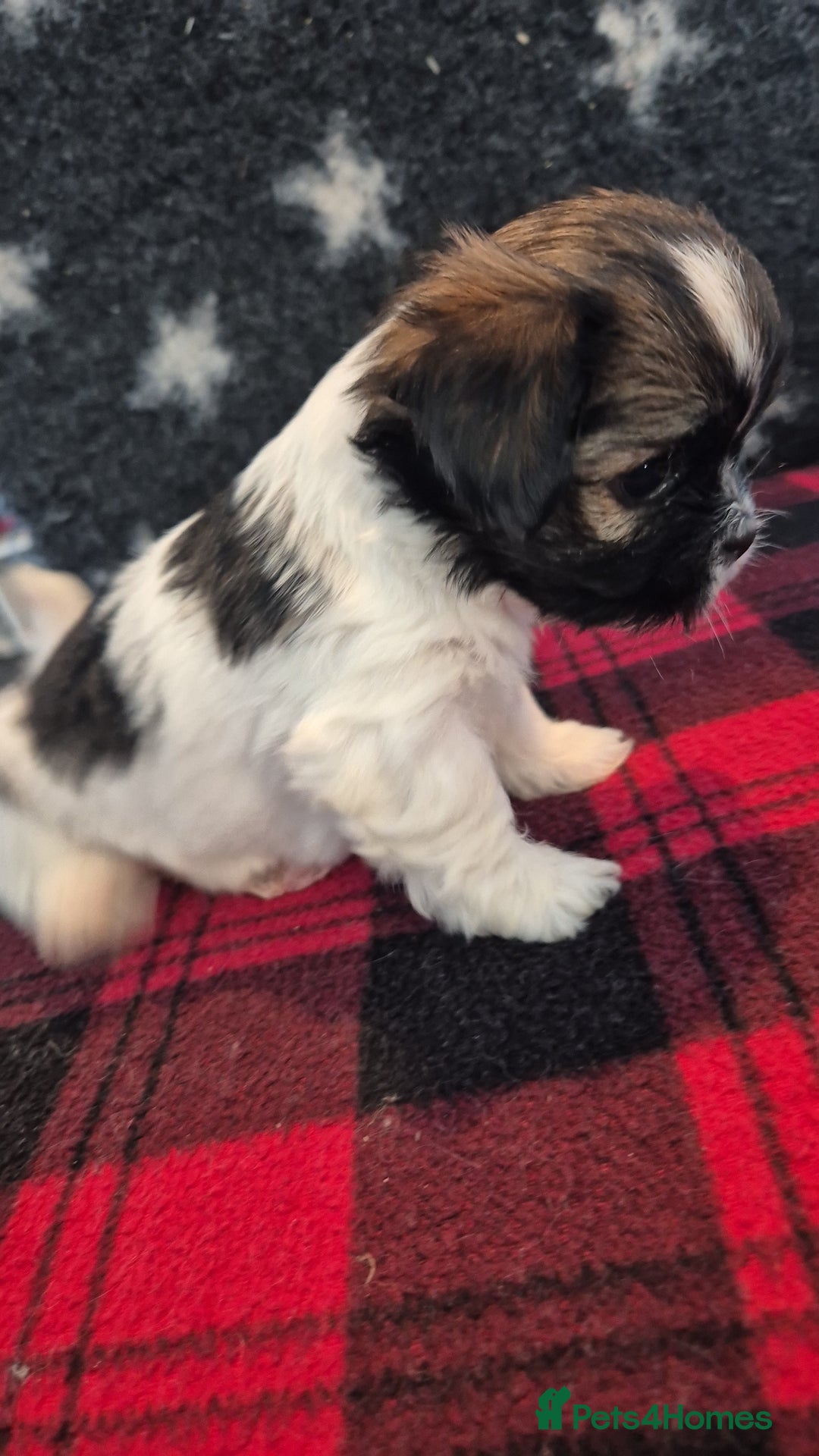 Lhasa Apso dogs for sale: Lhaso Apso Puppies  - Image 36