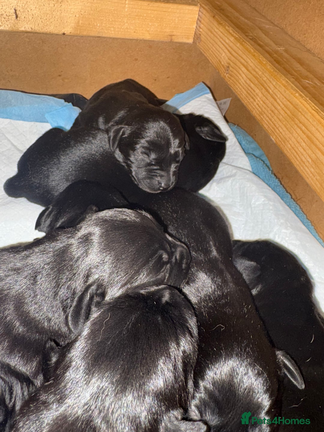 Labrador Retriever dogs for sale: 10 black Labrador puppies  - Image 5