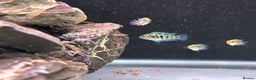 Cichlids fish for sale: Rare hybrid cichlids 50p each  - Advert 4