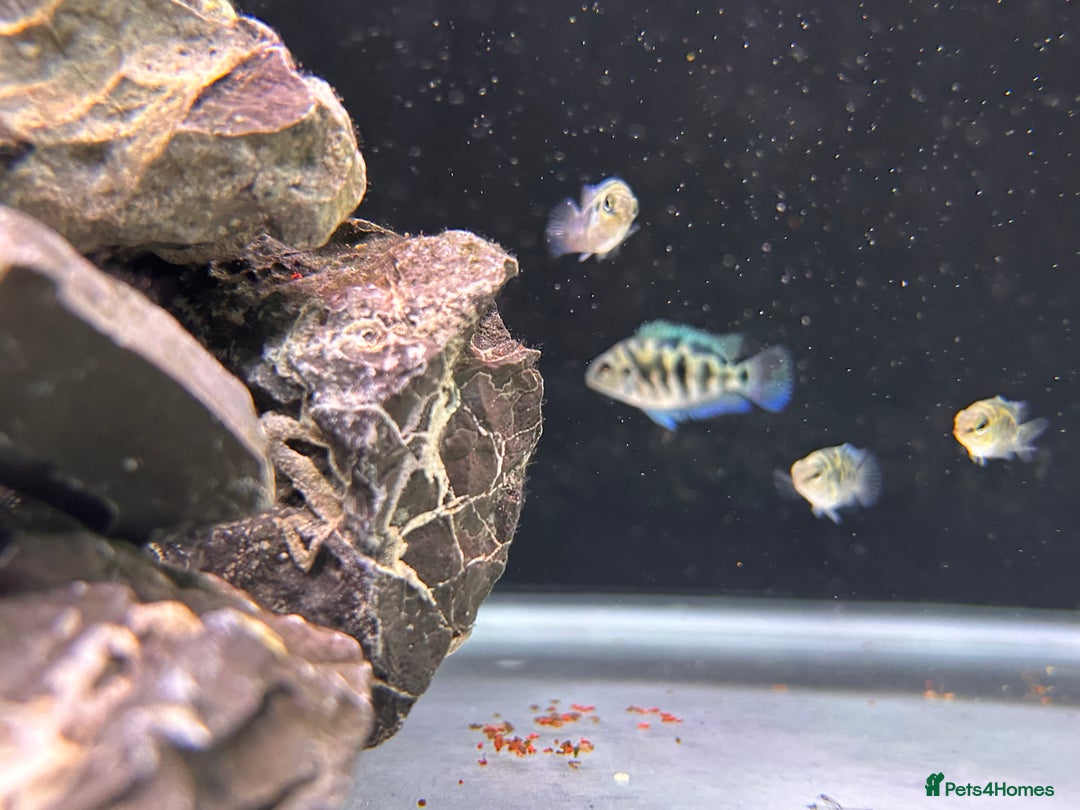 Cichlids fish for sale: Rare hybrid cichlids 50p each  - Advert 4