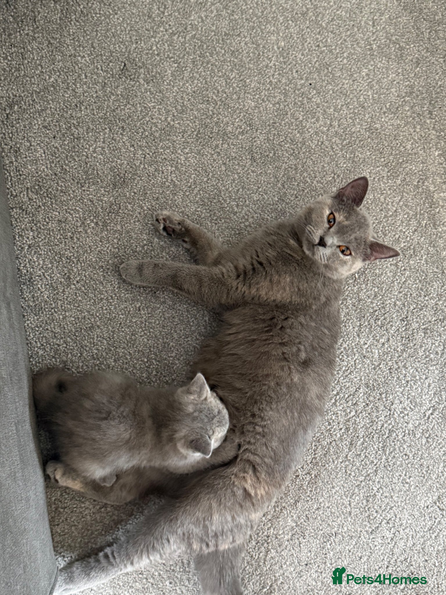 British Shorthair cats REDUCED BRITISH SHORT HAIR KITTENS  - Advert 1