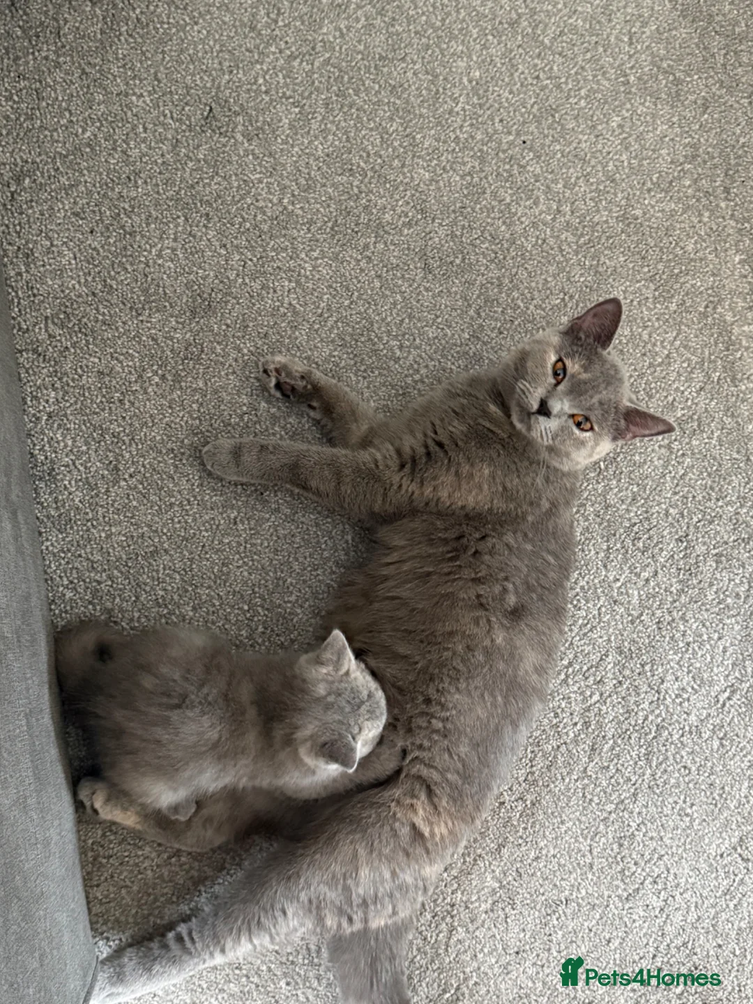 British Shorthair cats for sale: REDUCED BRITISH SHORT HAIR KITTENS  - Advert 1