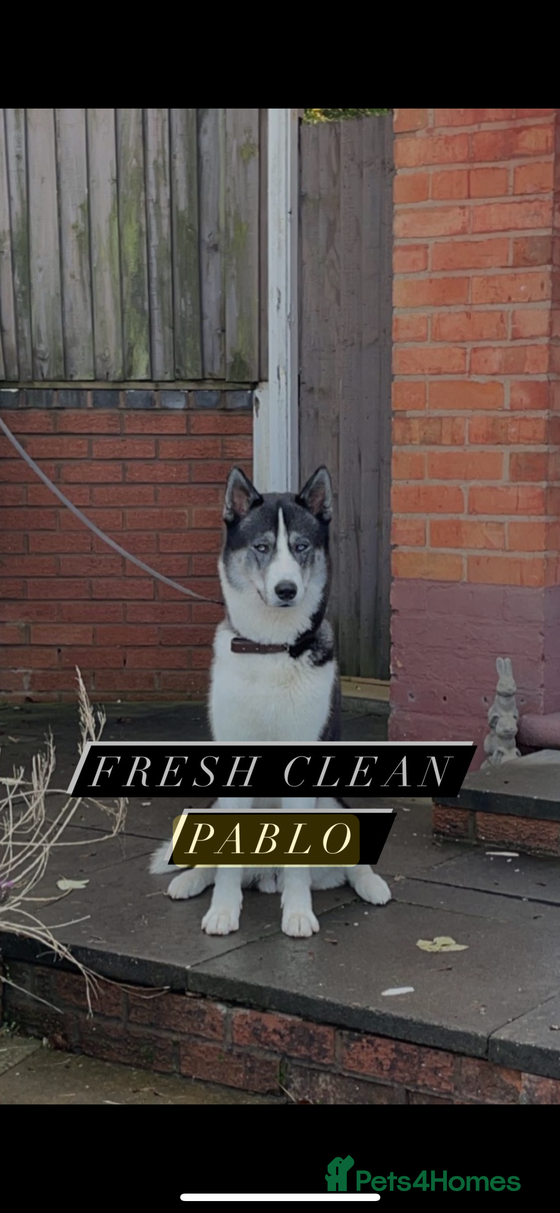Siberian Husky dogs Pablo  in Birmingham - Advert 1