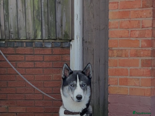 Siberian Husky dogs Pablo in Birmingham - Advert 4
