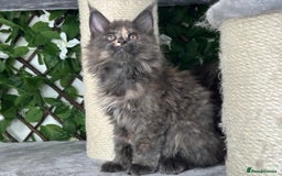 Maine Coon cats for sale: Tica Stunning Kittens  - Image 12
