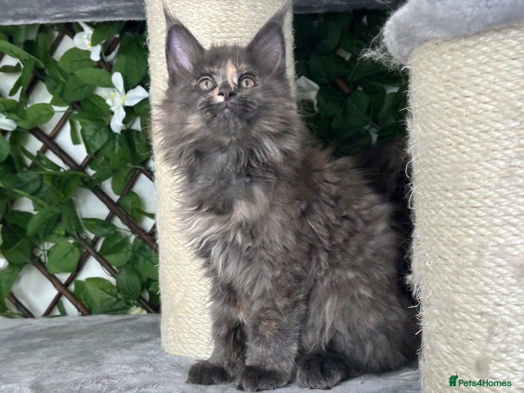 Maine Coon cats for sale: Tica Stunning Kittens  - Image 12
