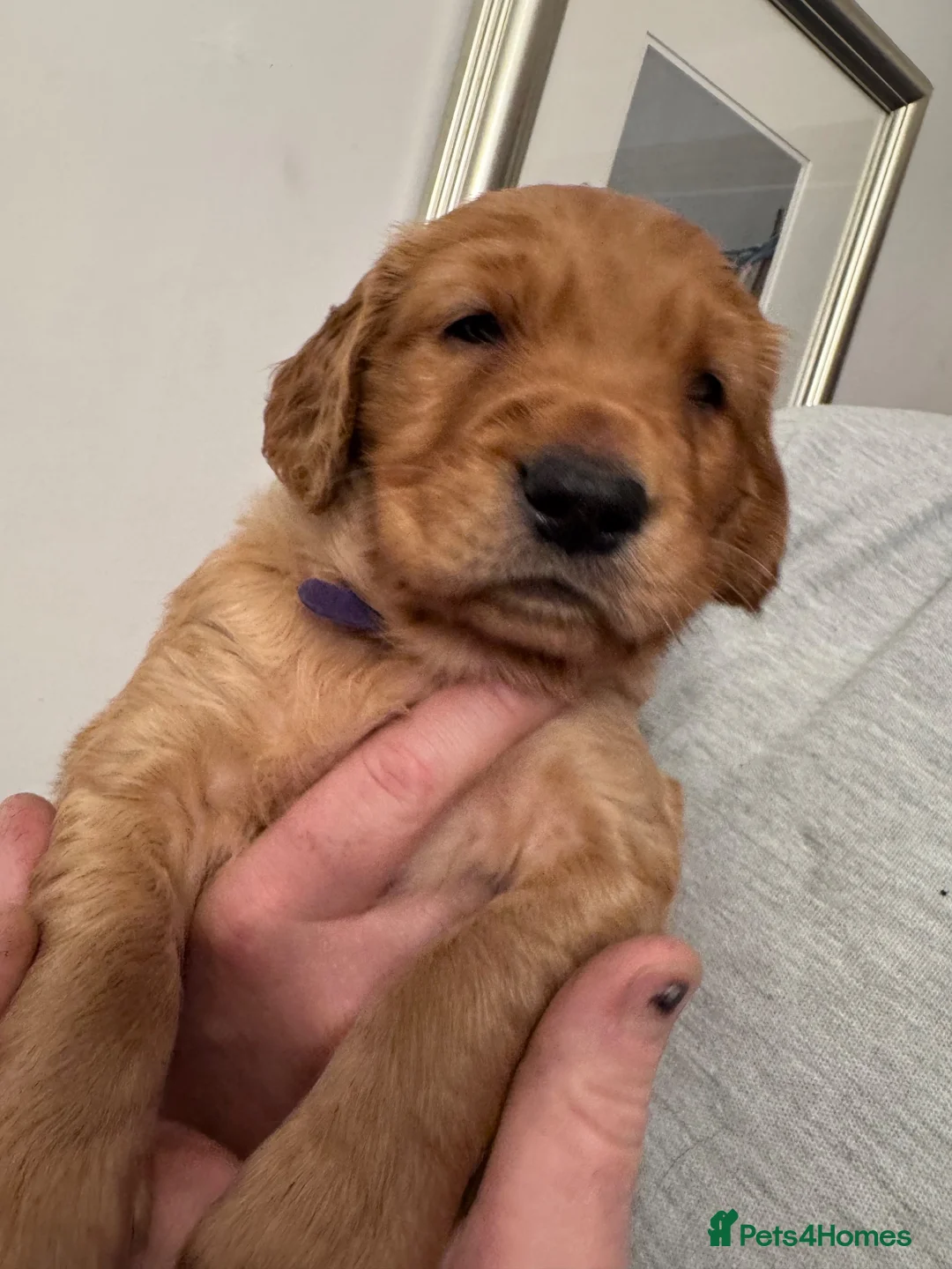 Golden Retriever dogs for sale: KC reg Dark Golden Retriever Pups - Advert 22
