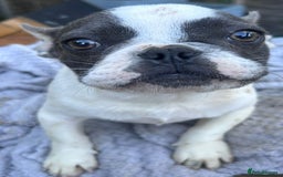 French Bulldog dogs for sale: Two male French bulldogs for sale - Image 2