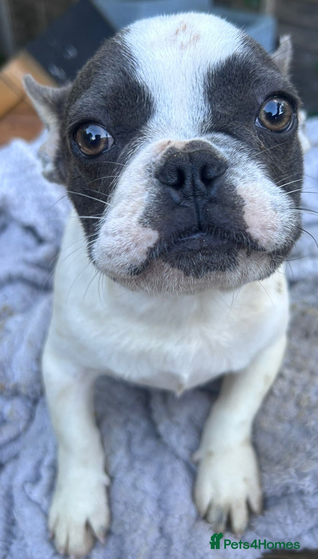French Bulldog dogs for sale: Two male French bulldogs for sale - Image 2