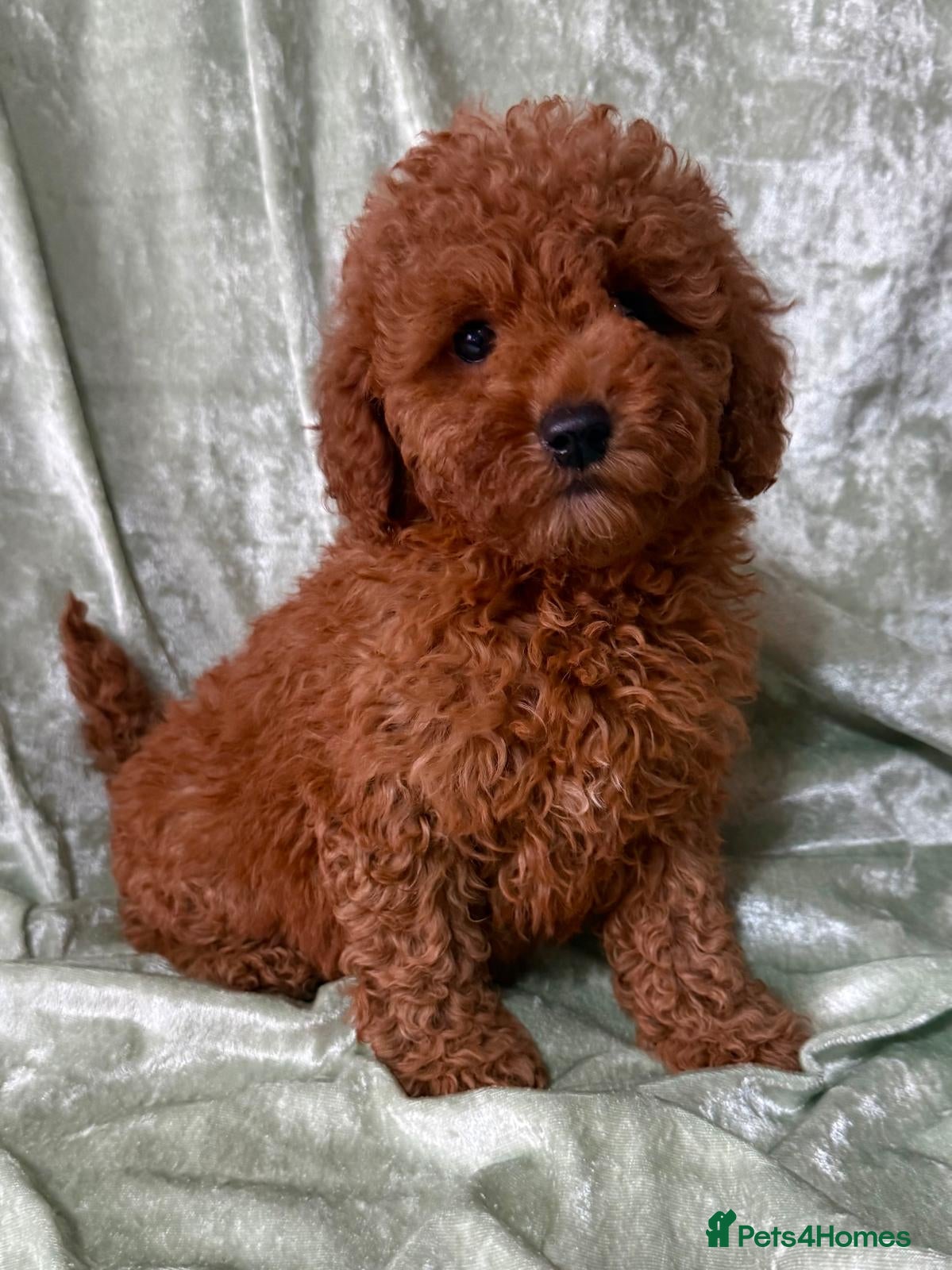 Maltipoo dogs BEAUTIFUL LITTER OF F1B MALTIPOOS - Advert 1