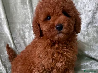 Maltipoo dogs BEAUTIFUL LITTER OF F1B MALTIPOOS - Advert 13