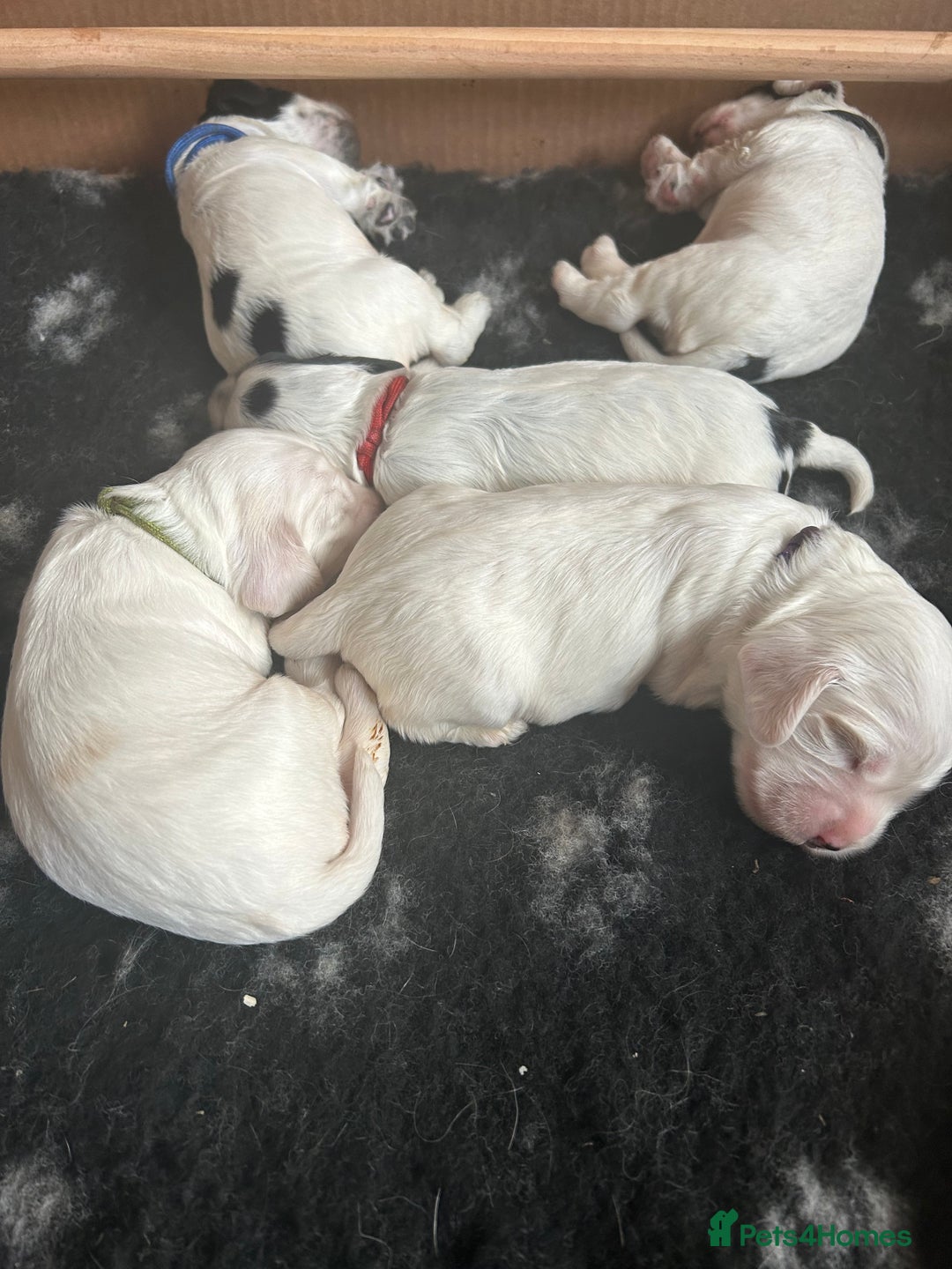 Cocker Spaniel dogs for sale: Cocker Spaniel Pups – From Champion Bloodlines - Image 5