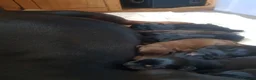 Dobermann dogs for sale: Adorable Doberman puppies  - Advert 4
