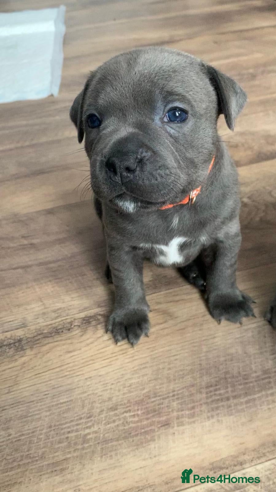 Staffordshire Bull Terrier dogs Champions Bloodlines Staffordshire Bull Terrier Pu - Advert 3