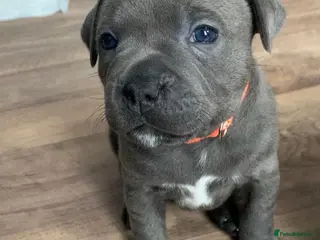 Staffordshire Bull Terrier dogs Champions Bloodlines Staffordshire Bull Terrier Pu - Advert 3