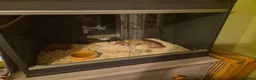 Corn Snake reptiles for sale: CB26 Avalanche Corn Snake (viv optional) in Ringwood - Advert 5