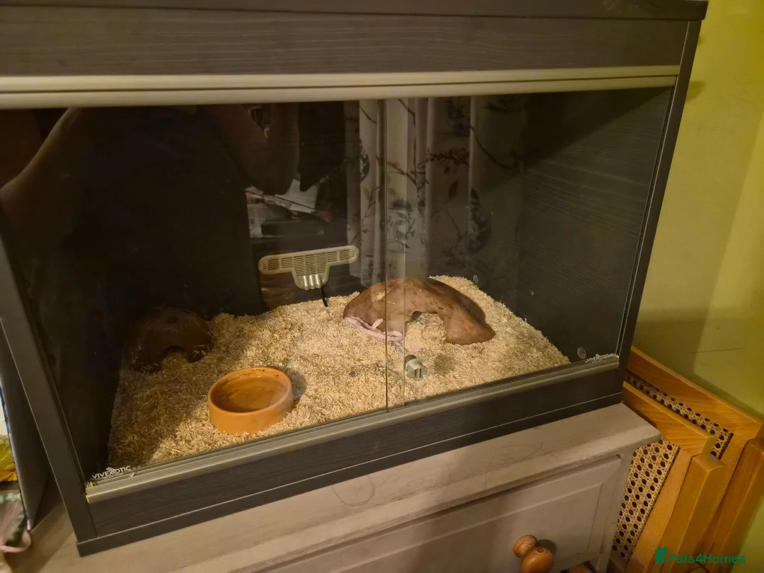 Corn Snake reptiles for sale: CB26 Avalanche Corn Snake (viv optional) in Ringwood - Advert 5