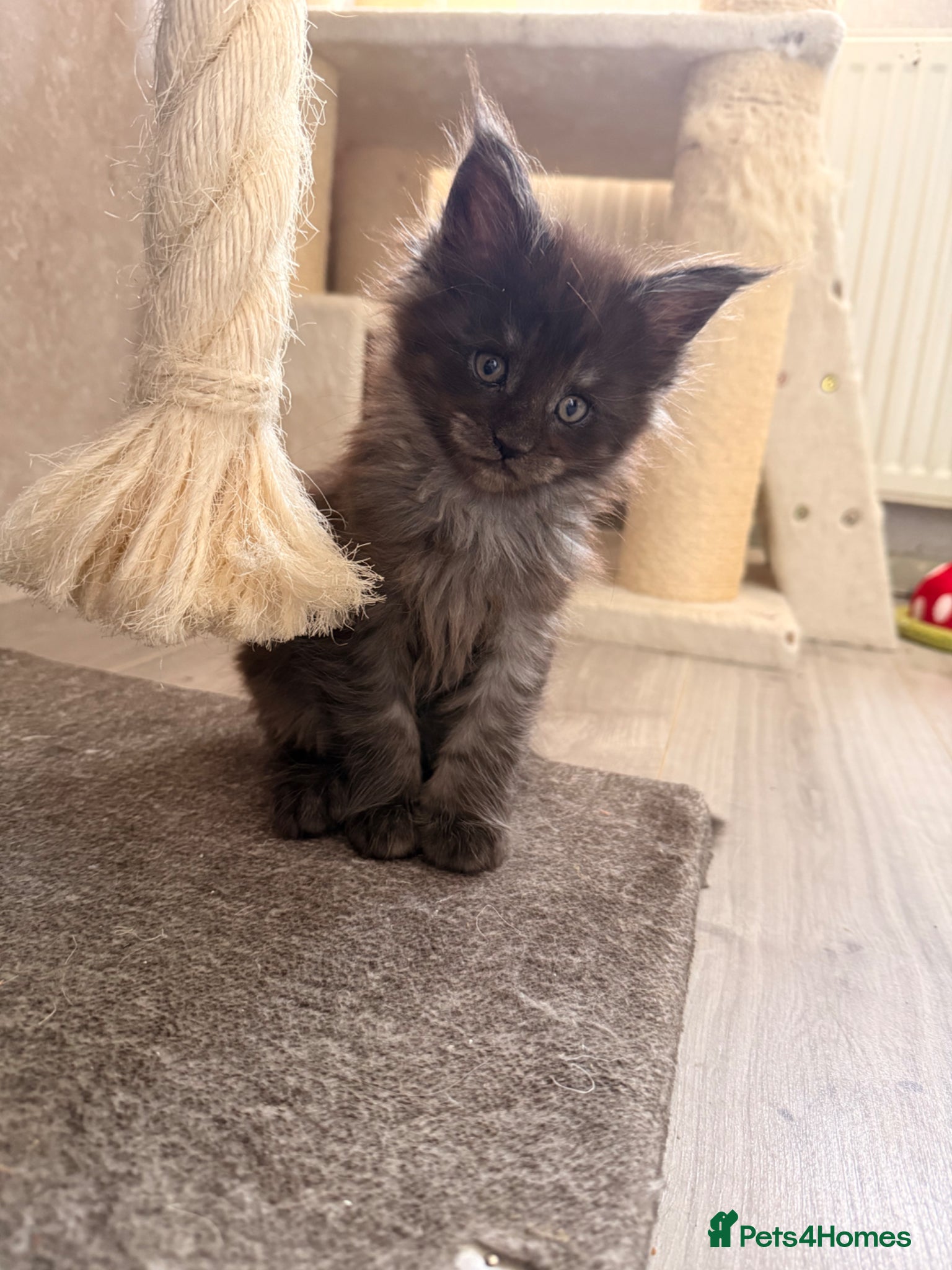 Maine Coon cats GCCF registered Maine coon boys - Advert 4